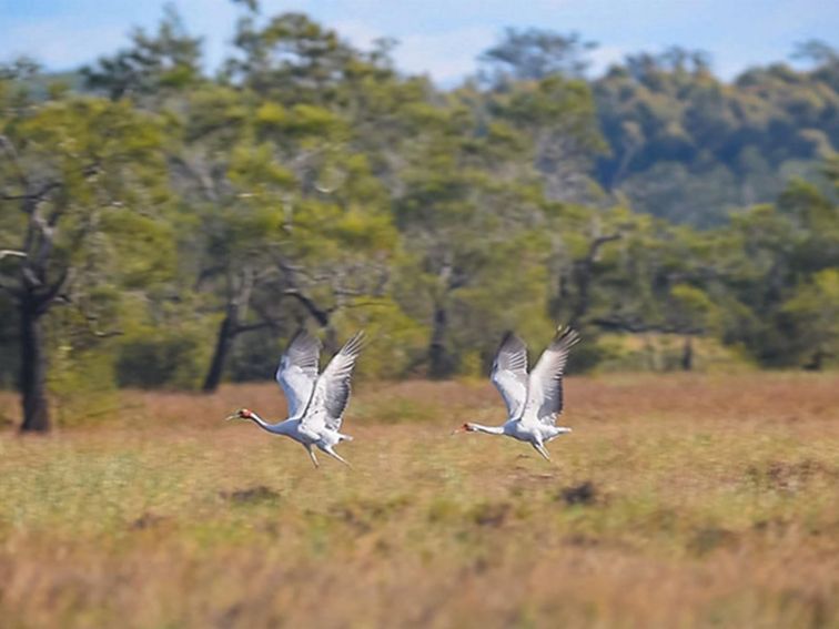 A pair of brolgas taking flight. Photo: J Robertson/OEH