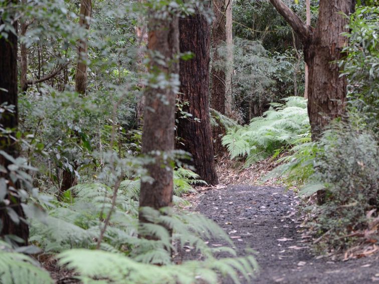 Illawarra Grevilla Park - Rainforest Walk