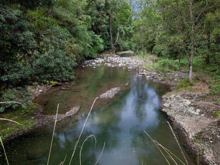 The rainforest walk follows the Allyn River