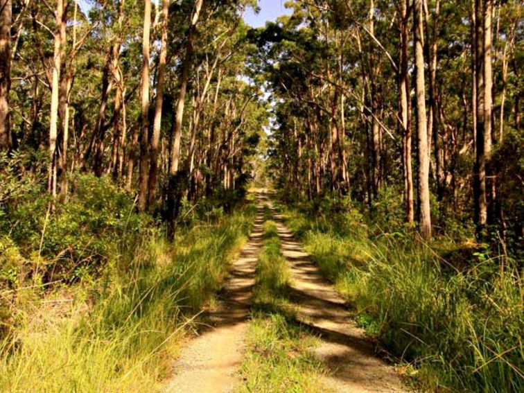 Old Mining road, Myall Lakes National Park. Photo: Shane Chalker