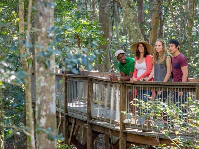 The boardwalk is a 1.3km raised accessible  walk through the Rainforest
