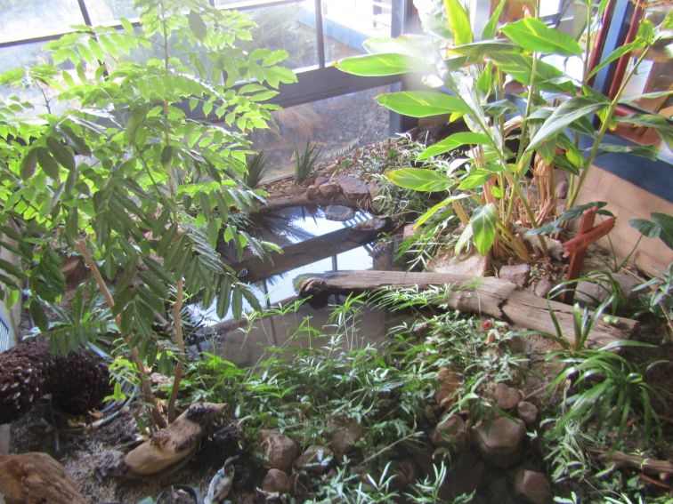 View of indoor pond area with plants