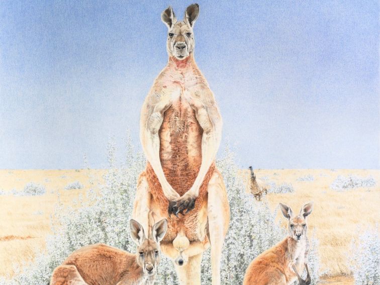 Chris accurately drew this huge male red Kangaroo which proudly stands 2m in height on saltbushplain