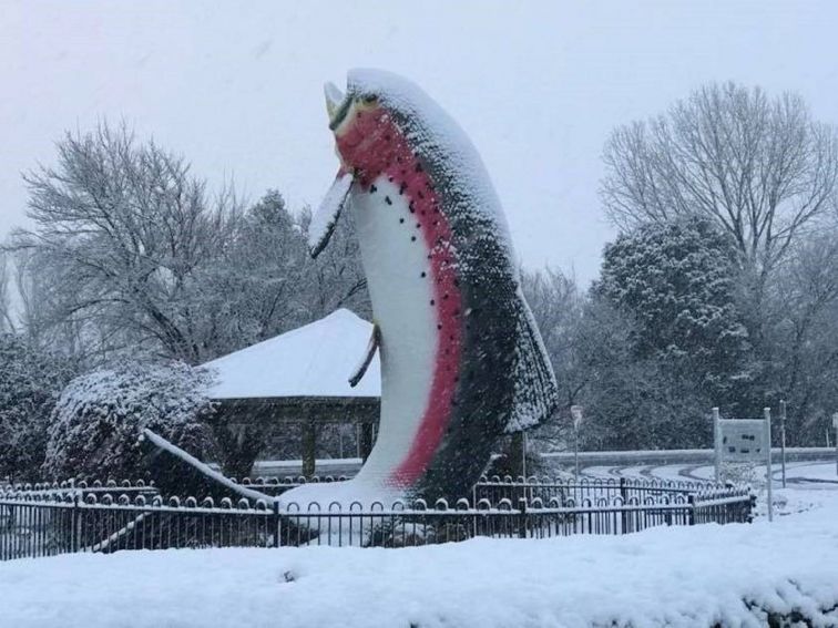 The Big Trout in Snow