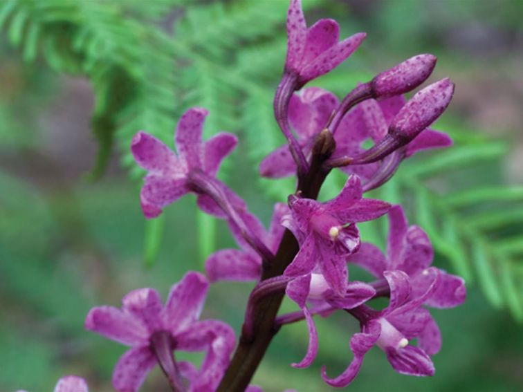 Purple wildflower. Photo: Rob Cleary &copy; DPIE