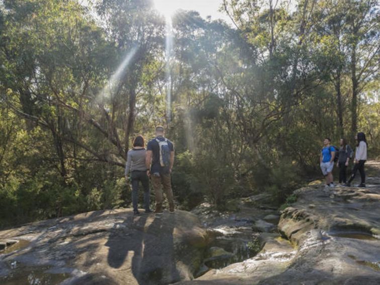 A group of friends bushwalking on the Cascades trail in Garigal National Park. Photo: John