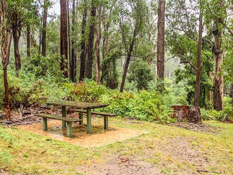 Goodenia Rainforest picnic area, South East Forest National Park. Photo: John Spencer