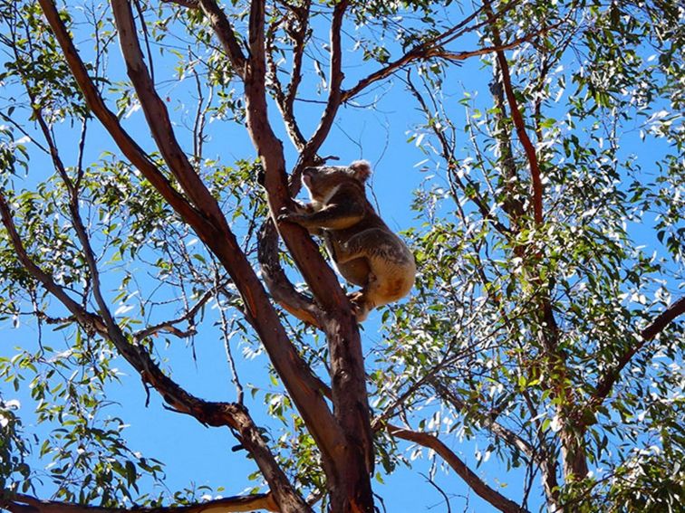 Koala up a tree, Guula Ngurra National Park. Photo: Gareth Pickford &copy; DPE