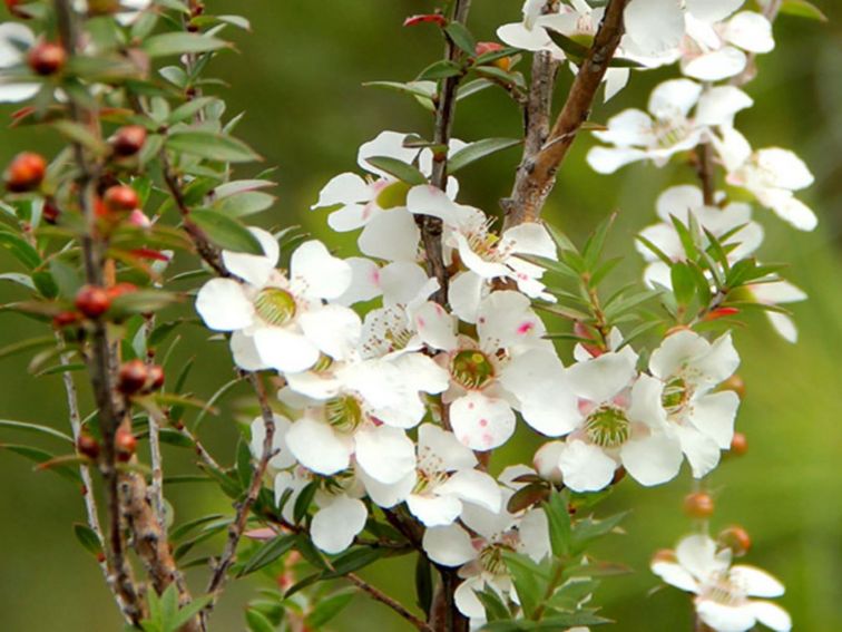White wildflowers, Heathcote National Park. Photo: John Yurasek &copy; DPIE