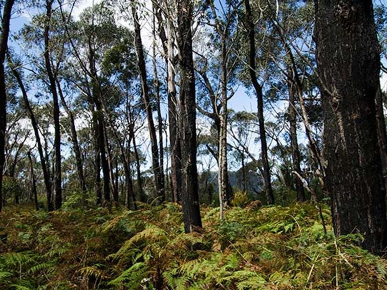Forest, Illawarra Escarpment State Conservation Area. Photo: John Spencer &copy; OEH