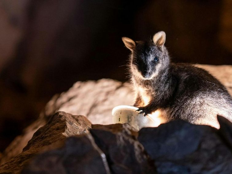 A brush-tailed rock wallaby spotted in the caves at Jenolan Karst Conservation Reserve. Photo: