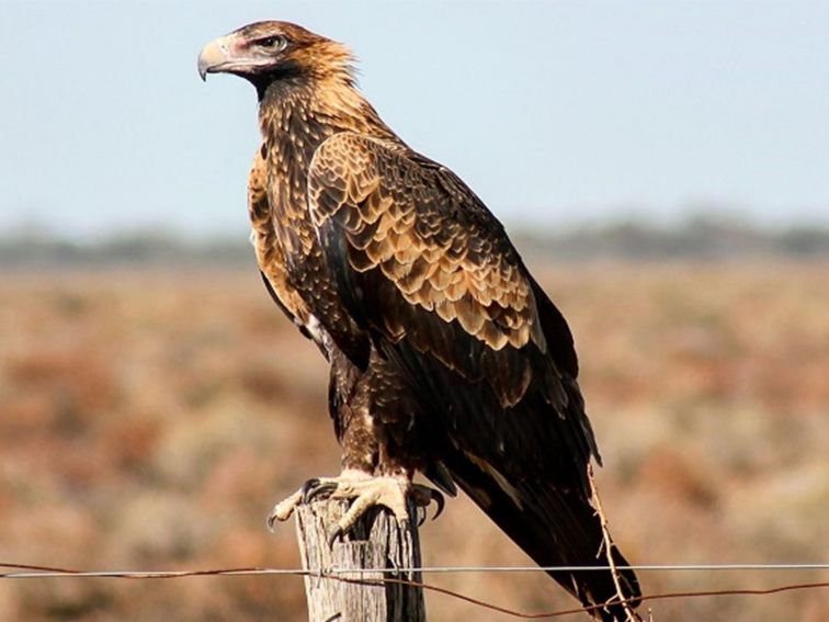 A wedge-tailed eagle perches on a fencepost at Kalyarr National Park. Photo: Samantha Ellis &copy;