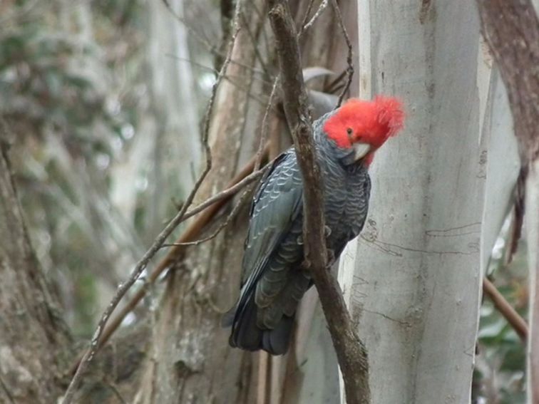 Gang Gang Cockatoos, Kanangra-Boyd National Park. Photo: M Jones/NSW Government
