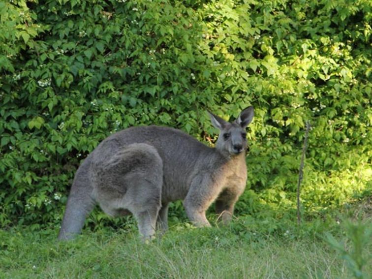Eastern grey kangaroo. Photo: John Yurasek/OEH