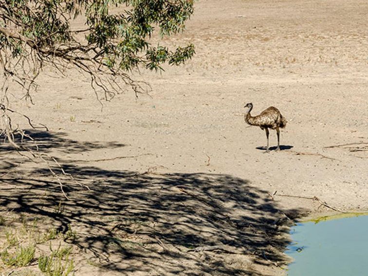 Emu near a waterhole in Kinchega National Park. Photo: John Spencer/DPIE.