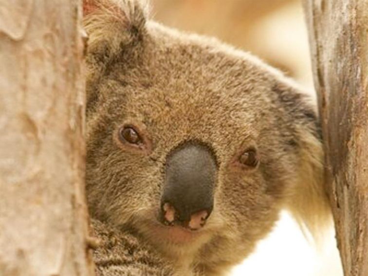 Koala Reserve, Murrumbidgee Valley Nature Reserve. Photo: OEH