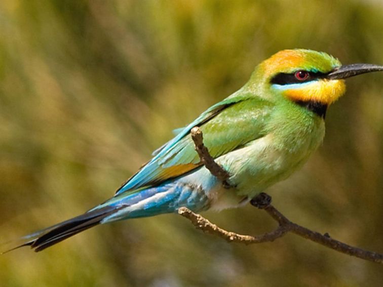 Limeburners Creek National Park, rainbow bee eater. Photo: NSW Government