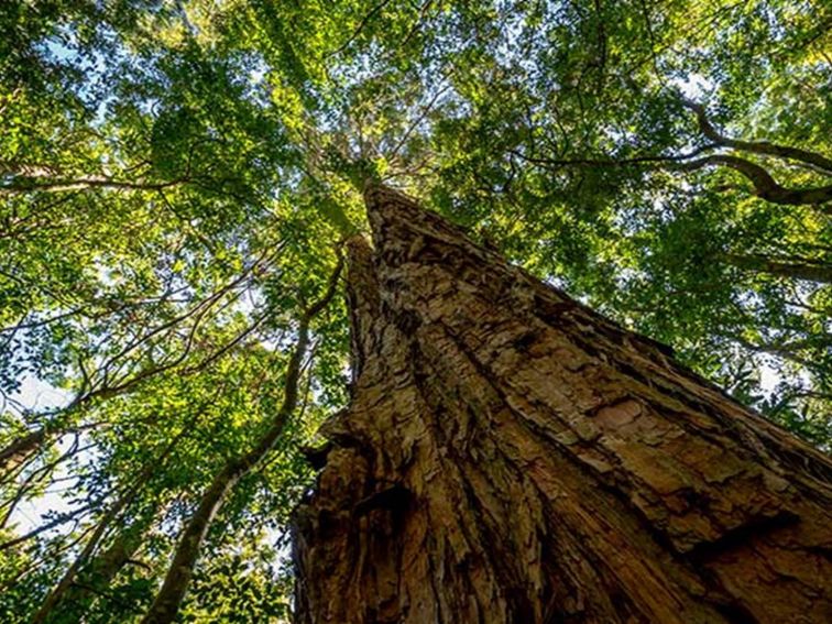 Looking up to the rainforest canopy in Macquarie Pass National Park. Photo: John Spencer &copy; DPIE