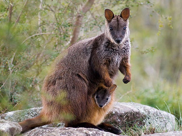 A brush-trailed rock wallaby with a joey in her pouch, Mann River Nature Reserve. Photo: Michael Van