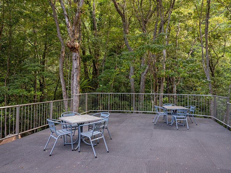 An open outdoor area with tables and chairs, surrounded by rainforest at Minnamurra Rainforest