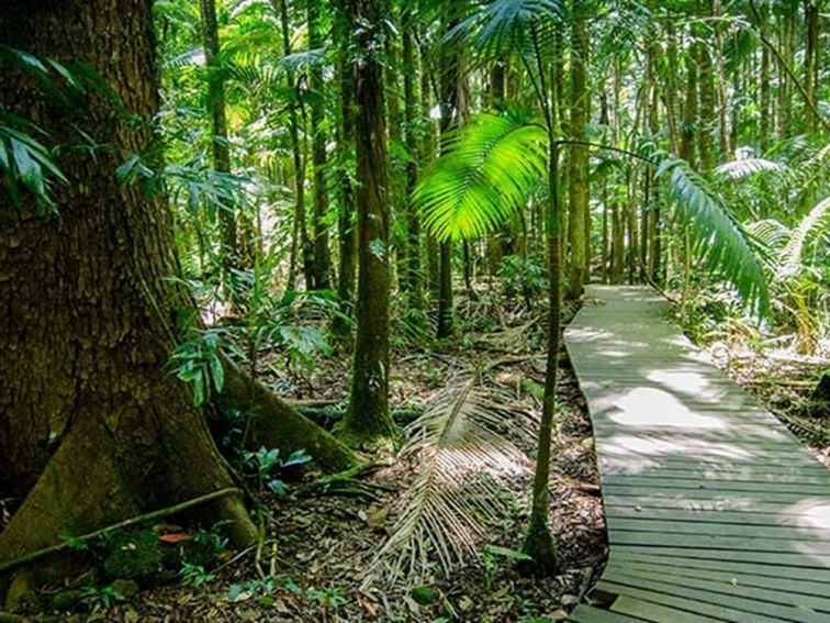 Boardwalk to Minyon Falls lookout passing through lush, shaded rainforest. Photo: John Spencer
