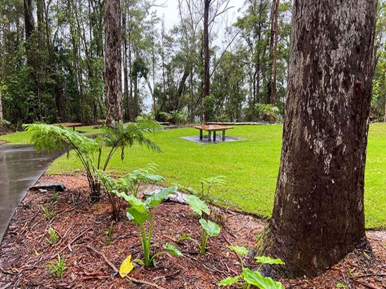 The picnic area at Minyon Falls lookout in Nightcap National Park. Photo credit: Barbara Webster