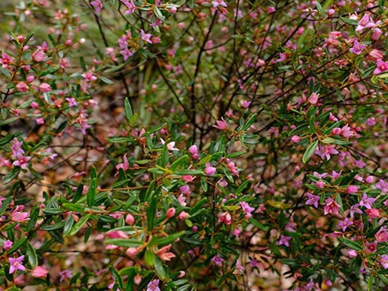 The pink, star-like flowers of the Sydney boronia. Photo: Elinor Sheargold/OEH