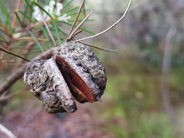 A needlebush seed pod. Photo: Amanda Cutlack/OEH