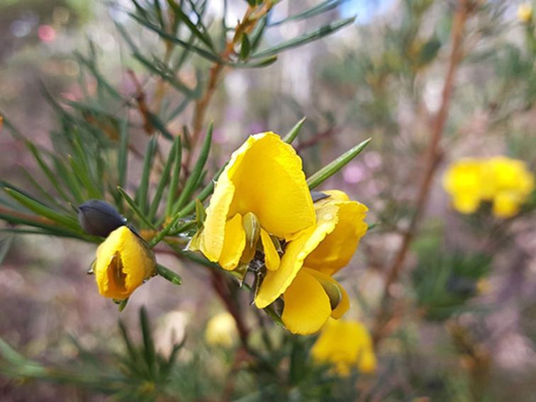 A yellow large wedge pea flower in Muogamarra Nature Reserve. Photo: Amanda Cutlack/OEH