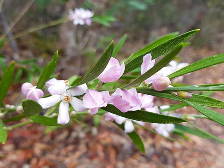 Pink wax flower in Muogamarra Nature Reserve. Photo: Amanda Cutlack/OEH
