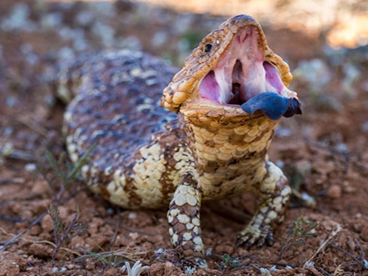 Shingleback lizard poking out its blue tongue, Mutawintji National Park. Photo credit: John