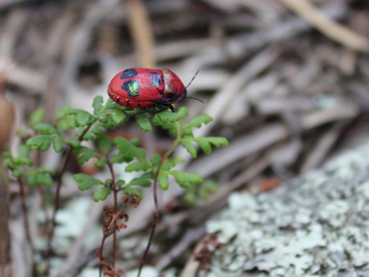Nangar National Park, cheilanthes sieberi and cotton harlequin bug. Photo: Silvana Keating/NSW