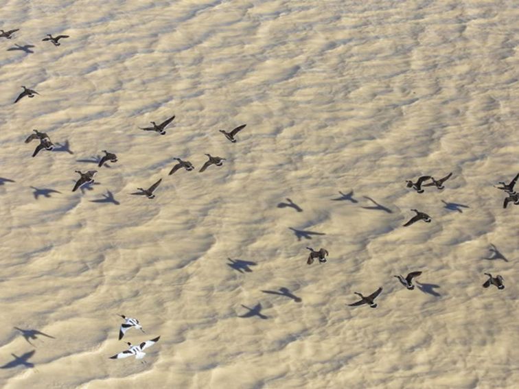 Wetland birds fly over Caryapundy Swamp, Narriearra Caryapundy Swamp National Park. Photo: Joshua