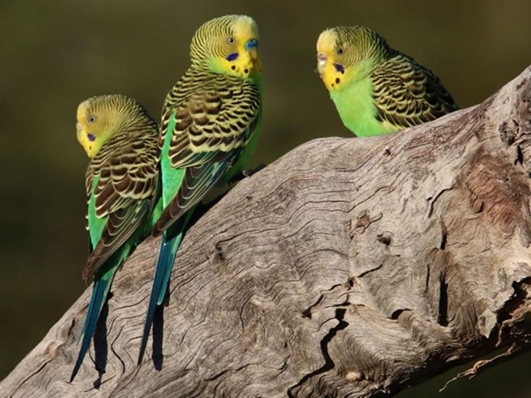 Budgerigars on a branch, Narriearra Caryapundy Swamp National Park. Photo: Courtney Davies