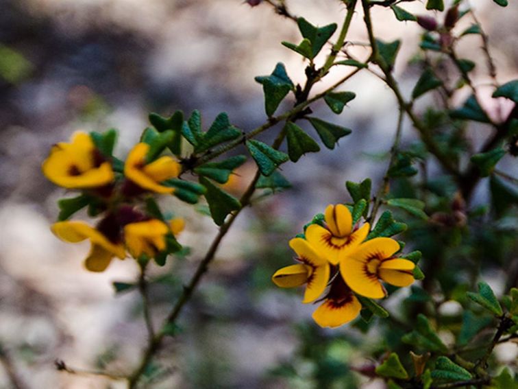 Wildflowers, Nattai National Park. Photo: John Spencer &copy; DPIE