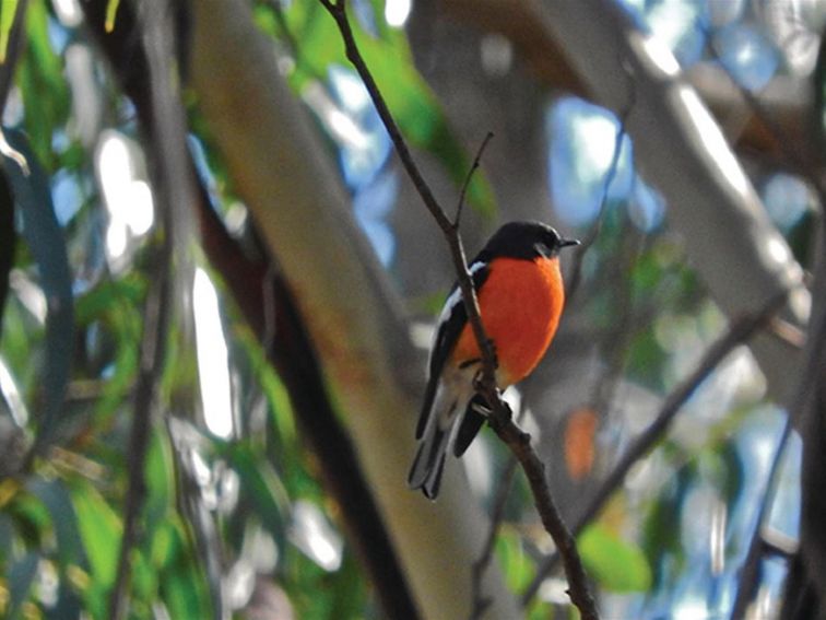 Close up of a flame robin perched on a twig among leafy foliage. Photo: Jackie Miles/OEH