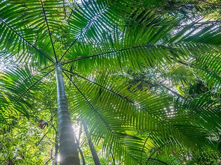 Palm Grove Nature Reserve. Photo: John Spencer &copy; DPIE