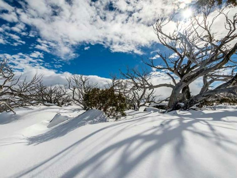 Snow gums pepper Perisher Valley trails, Kosciuszko National Park. Photo: John Spencer/OEH