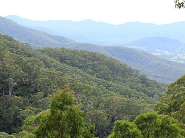 Pipers lookout, South East Forest National Park. Photo credit: John Yurasek &copy; DPIE