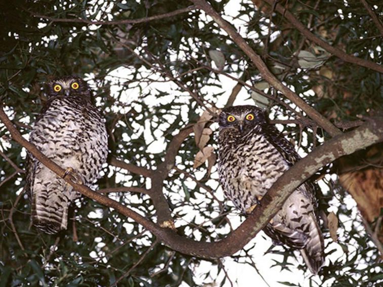 2 powerful owls in a tree. Photo: Ken Stepnell &copy; DPIE