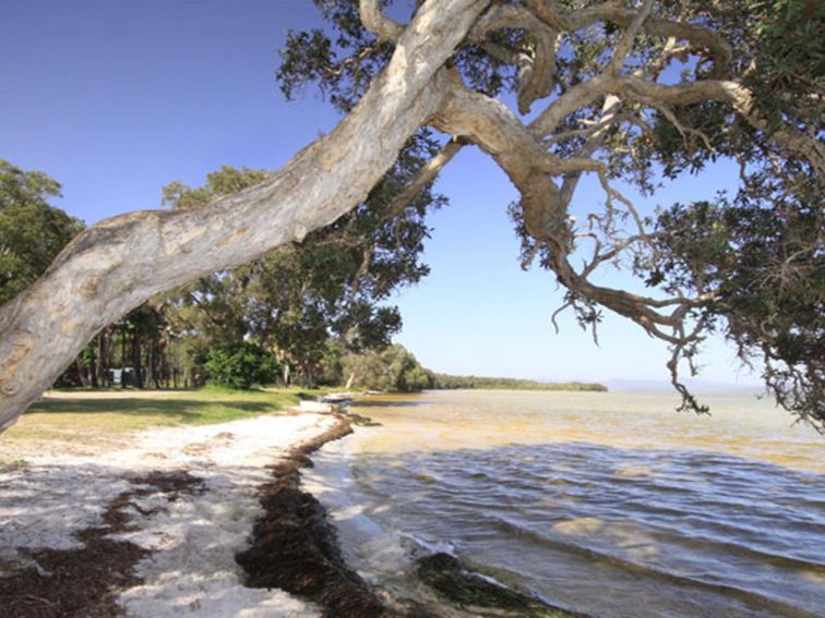 A tree hangs over the foreshore of Wallis Lake at Sailing Club picnic area, Booti Booti National