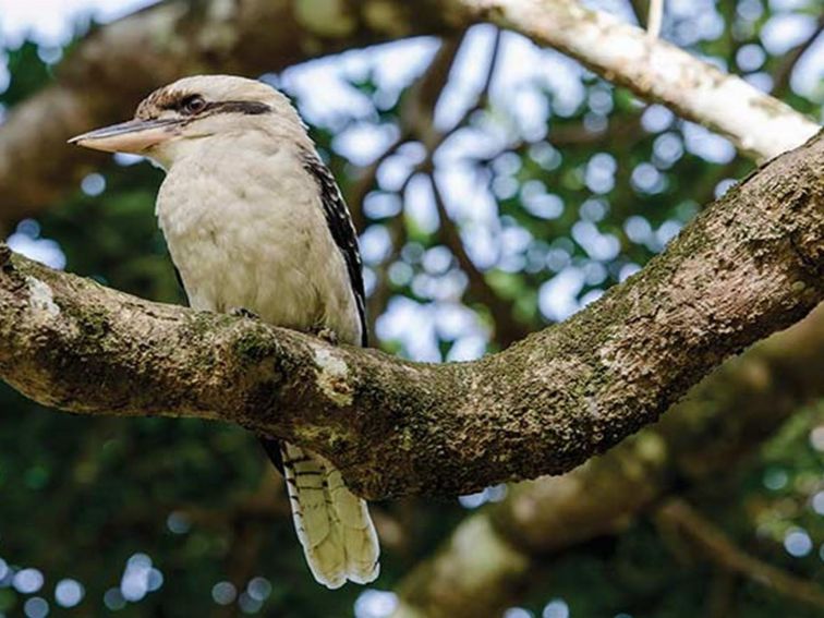 Kookaburra perched on a tree in Saltwater National Park. Photo: John Spencer/OEH