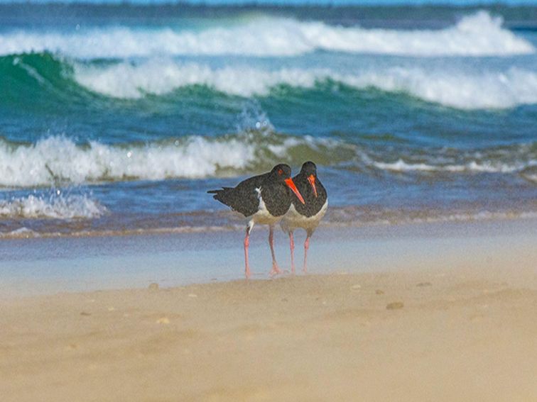 2 pied oystercatchers stand near the surf on Shark Bay beach. Photo: Jessica Robertson/OEH.