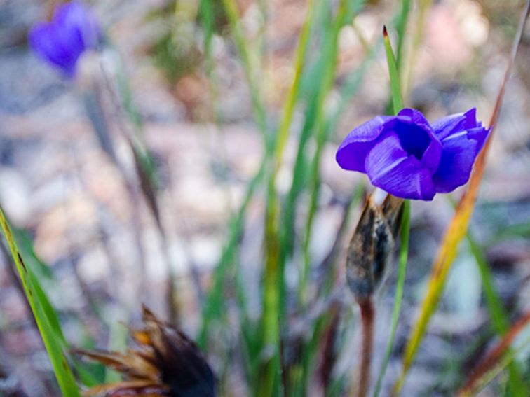 Thirlmere Lakes wildflower, Thirlmere Lakes National Park. Photo: John Spencer/OEH