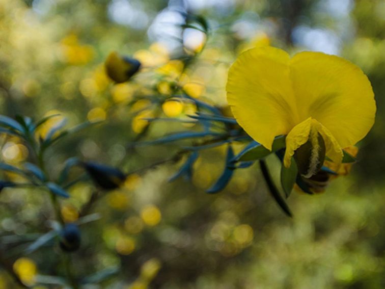 Yellow wildflowers, Thirlmere Lakes National Park. Photo: John Spencer/OEH
