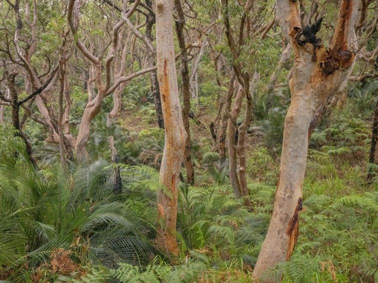 Sydney red gums and the ferny forest floor in Tomaree National Park. Photo: John Spencer &copy; DPE