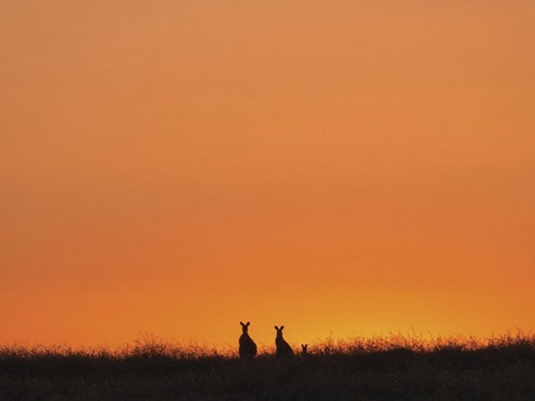 Photo of kangaroo family at sunset, Toorale National Park. Photo: Terry Cooke/OEH