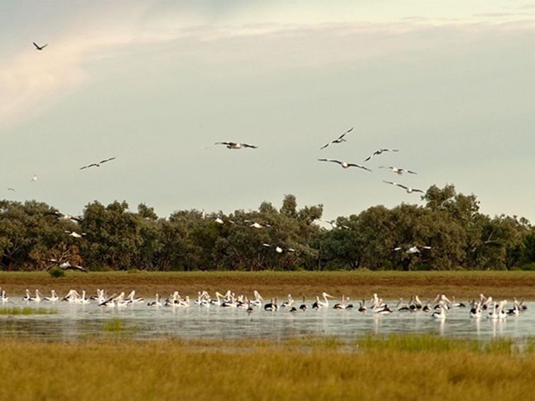 Photo of a flock of wetland birds over a waterhole, Toorale National Park. Photo: M Van Ewijk/OEH