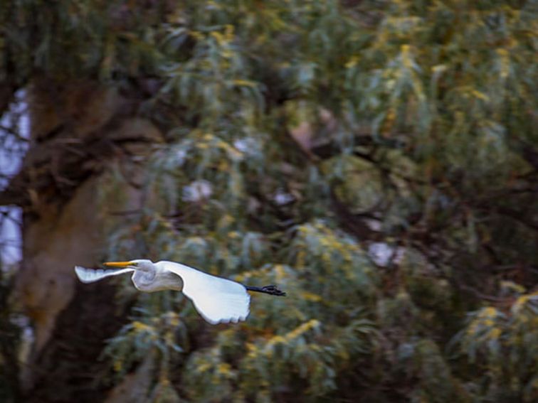 Waterbird in-flight in Toorale National Park. Photo: Joshua Smith/OEH