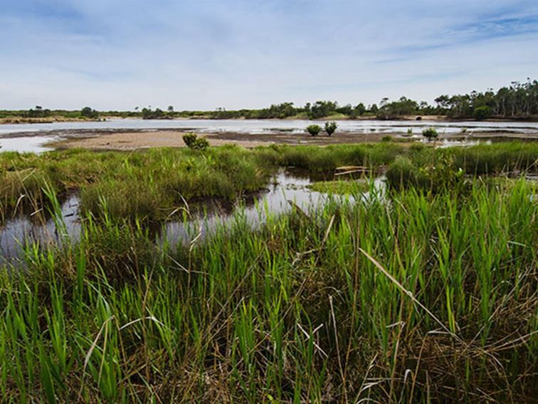 Wetlands, Towra Point Nature Reserve. Photo: John Spencer/NSW Government